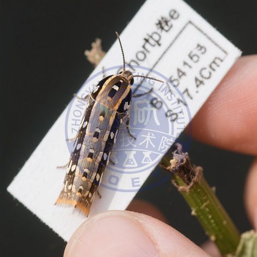 短烟卷蛾检测.jpg